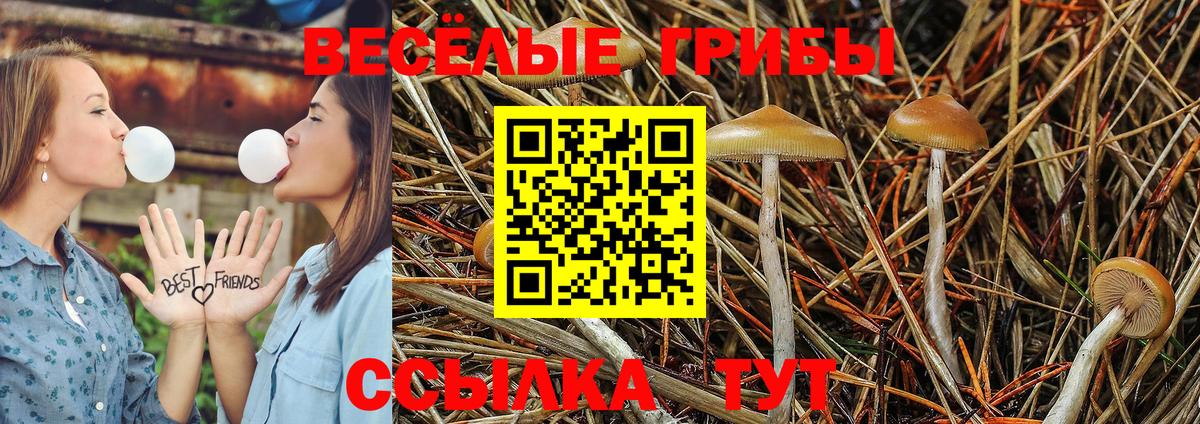 Псилоцибиновые грибы Cubensis Саранск
